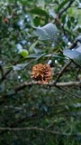 Gymnosporangium clavipes image