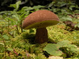 Tylopilus ferrugineus image