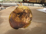 Hypomyces luteovirens image