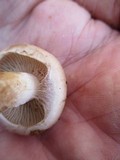 Pholiota lenta image