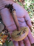 Imleria badia image