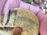 Imleria badia image