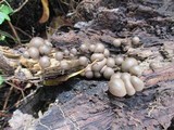 Lycogala epidendrum image