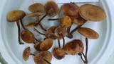 Kuehneromyces mutabilis image