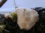Postia ptychogaster image