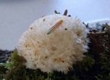 Postia ptychogaster image