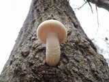 Hypsizygus ulmarius image