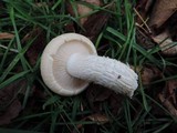 Hypsizygus ulmarius image