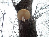 Hypsizygus ulmarius image