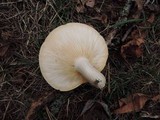 Hypsizygus ulmarius image