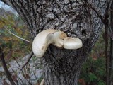 Hypsizygus ulmarius image