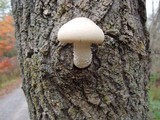 Hypsizygus ulmarius image