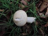 Hypsizygus ulmarius image