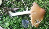 Inocybe cookei image