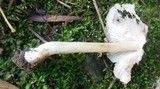 Inocybe cookei image