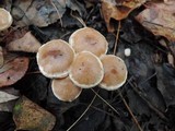 Hebeloma mesophaeum image