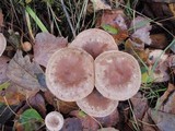 Hebeloma mesophaeum image