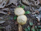 Suillus viscidus image