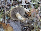 Suillus viscidus image