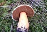 Suillus tomentosus image