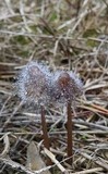 Spinellus fusiger image