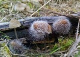 Spinellus fusiger image