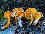 Hygrophoropsis aurantiaca image