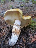 Tricholoma focale image