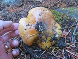 Tricholoma focale image