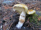 Tricholoma focale image