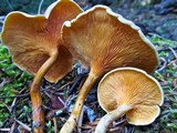 Hygrophoropsis aurantiaca image
