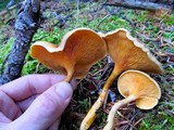 Hygrophoropsis aurantiaca image