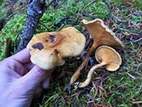 Hygrophoropsis aurantiaca image