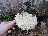 Hericium abietis image