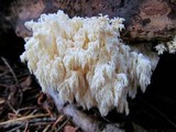 Hericium abietis image