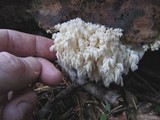 Hericium abietis image