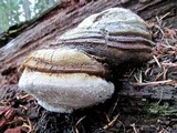 Fomitopsis officinalis image