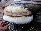 Fomitopsis officinalis image