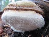Fomitopsis officinalis image