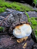 Fomitopsis officinalis image