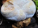 Fomitopsis officinalis image