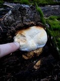 Fomitopsis officinalis image