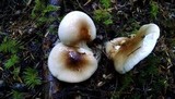 Hygrophorus bakerensis image