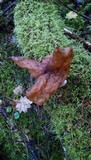 Gyromitra infula image