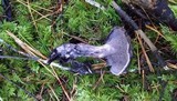 Sarcodon fuscoindicus image
