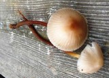 Marasmius wynneae image