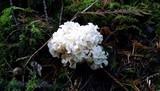 Sparassis crispa image