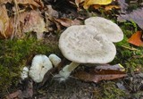 Entoloma abortivum image