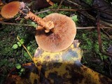 Pholiota squarrosoides image
