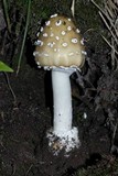 Amanita multisquamosa image